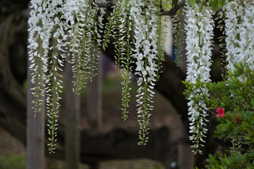 Wisteria flower