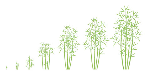 Fototapeta premium Bamboo bush growth stages. Clumping bamboos ripening period progression. Bambusa bambos tree life cycle animation plant phases. Green leaves.