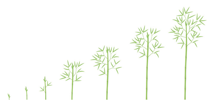 Bamboo growth stages. Bamboos ripening period progression. Bambusa life cycle animation plant phases development. Bambos green leaves and stalk.