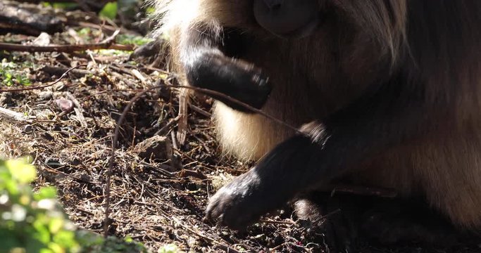 Gelada monkeys in the Simien Mountains