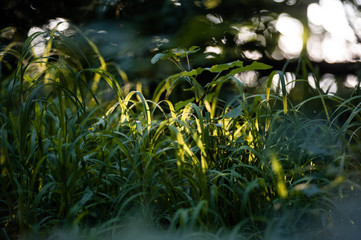 grass in the forest