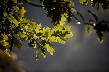 green leaves of a tree