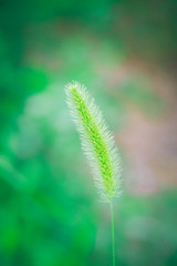 Dog tail grass macro close-up outdoors on rain green background，Setaria viridis (L.) Beauv.