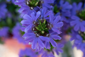 purple flower