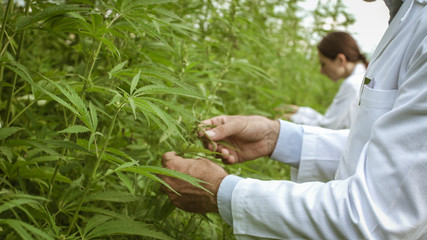 Naklejka na ściany i meble Researchers collecting hemp plant samples in the field