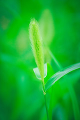 Dog tail grass macro close-up outdoors on rain green background，Setaria viridis (L.) Beauv.