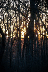 sunset in the forest