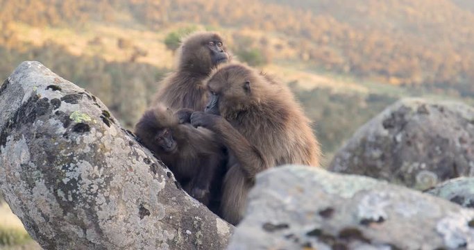 Gelada monkeys in the Simien Mountains