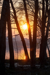 sunset in the forest