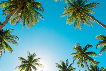 A forest of palm trees on a sunny day