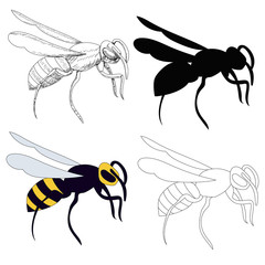 vector, isolated, wasp, bee, insect, with silhouette and sketch