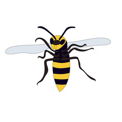 isolated, wasp, bee, insect, on a white background