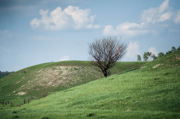 tree in the field
