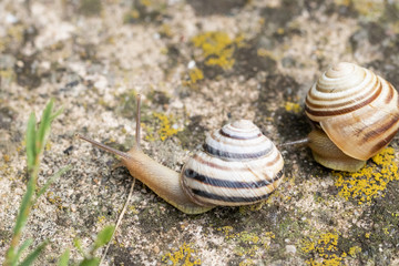 Two garden snails on a mossy background crawl one after another