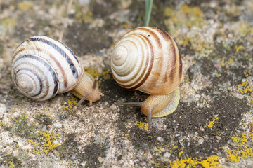 Two garden snails on a mossy background crawl to meet each other