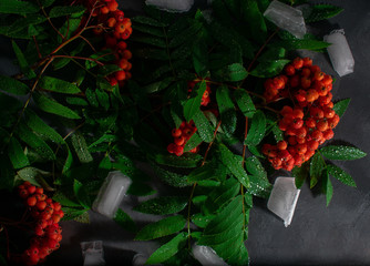 Bright red Rowan branch with green leaves and bright, white ice, moistened with water, on a dark concrete background. Macro photography of blooming mountain ash with small drops of water.