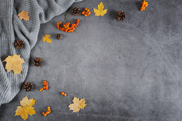 Autumn composition. Sweater, cones, berry rowan and autumn leaves maple on dark concrete background. Autumn, winter concept. Flat lay, top view, copy space
