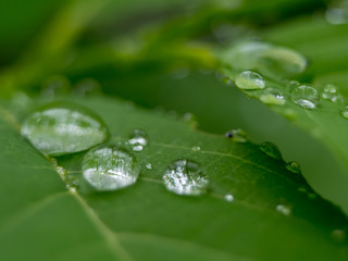 water drops on leaf