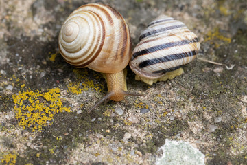 Two garden snails on a mossy background, one hid in the sink