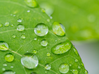 water drops on leaf