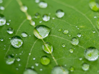 water drops on leaf