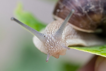 Large garden snail on a green leaf looks at the camera
