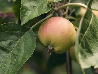 Close up of ripe apple on tree - red green apple
