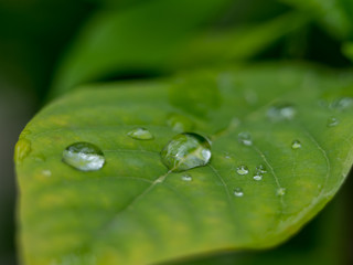 water drops on leaf