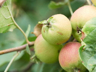 Ripe apples on apple tree - close up of apple on tree