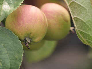 Ripe apples on apple tree - close up of apple on tree