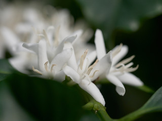 Coffee plant flowers - close up of coffee blossom