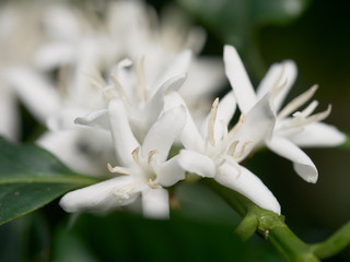 Coffee plant flowers - close up of coffee blossom