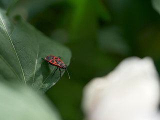 Feuerkäfer auf einem Blatt einer Kaffeepflanze