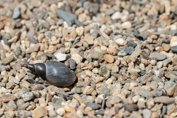 Background in brown-gray tones river snail on small stones