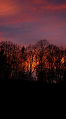 Naklejka premium Sonnenuntergang mit Bäumen