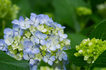 Hydrangea flower