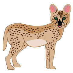 Wildcat serval on white background is insulated