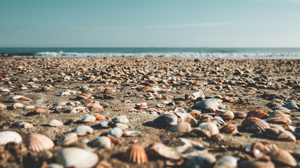 Muschlen am Strand © Marco