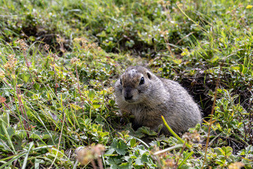 Naklejka na ściany i meble The furry cute gopher climbed out of the hole and sits on a green meadow in sunny day.
