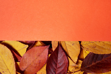 Autumn composition. Frame made of leaves and orange paper background. Fall concept. Autumn thanksgiving texture. Flat lay, top view, copy space