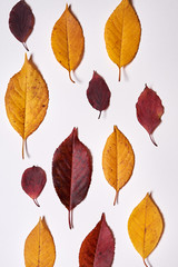 Autumn composition. Frame made of yellow and red leaves on white background. Fall concept. Autumn thanksgiving texture. Flat lay, top view, copy space