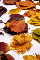 Autumn composition made of leaves on white background. Fall concept. Autumn thanksgiving texture. Flat lay, top view, copy space