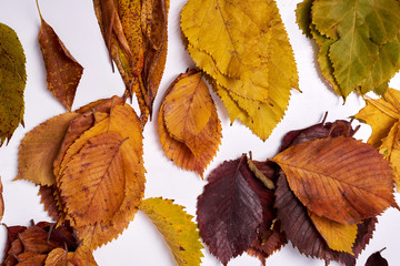 Autumn composition made of leaves on white background. Fall concept. Autumn thanksgiving texture. Flat lay, top view, copy space
