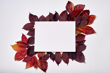 Autumn composition. Frame made of blank paper and leaves on white background. Fall concept. Autumn thanksgiving texture. Flat lay, top view, copy space