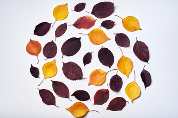 Autumn composition. Wreath frame made of leaves on white background. Fall concept. Autumn thanksgiving texture. Flat lay, top view, copy space