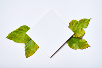 Autumn composition. Frame made of blank paper and green leaves on white background. Fall concept. Autumn thanksgiving texture. Flat lay, top view, copy space