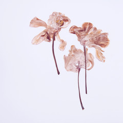 Pressed and dried tulips flower on a white background. For use in scrapbooking - 283890241