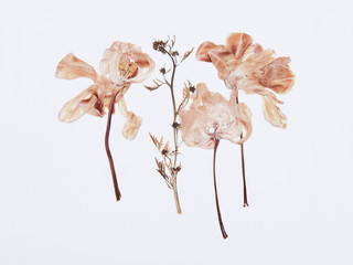 Pressed and dried tulips flower on a white background. For use in scrapbooking