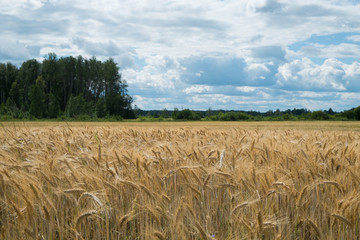 Fields of rye, cereal, dark storm sky in background. (Secale cereale L.)