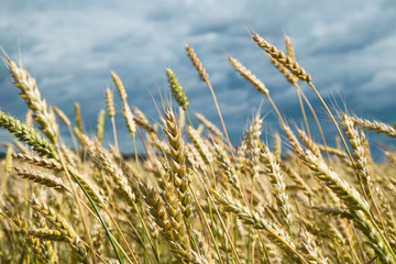 Fields of wheat, cereal, dark storm sky in background. (Triticum)